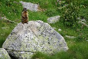 87 Marmotta in sentinella